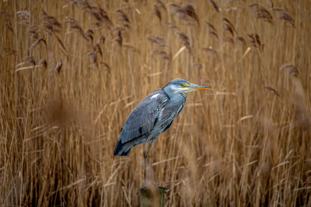 Grey Heron
