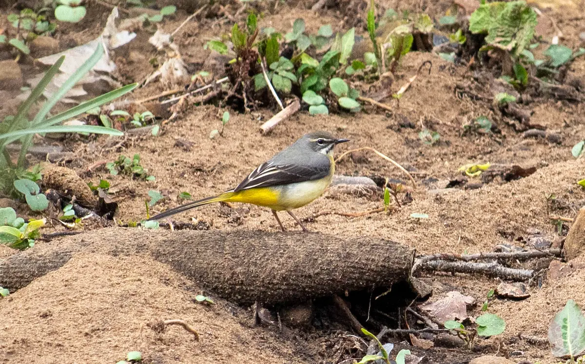 Grey Wagtail