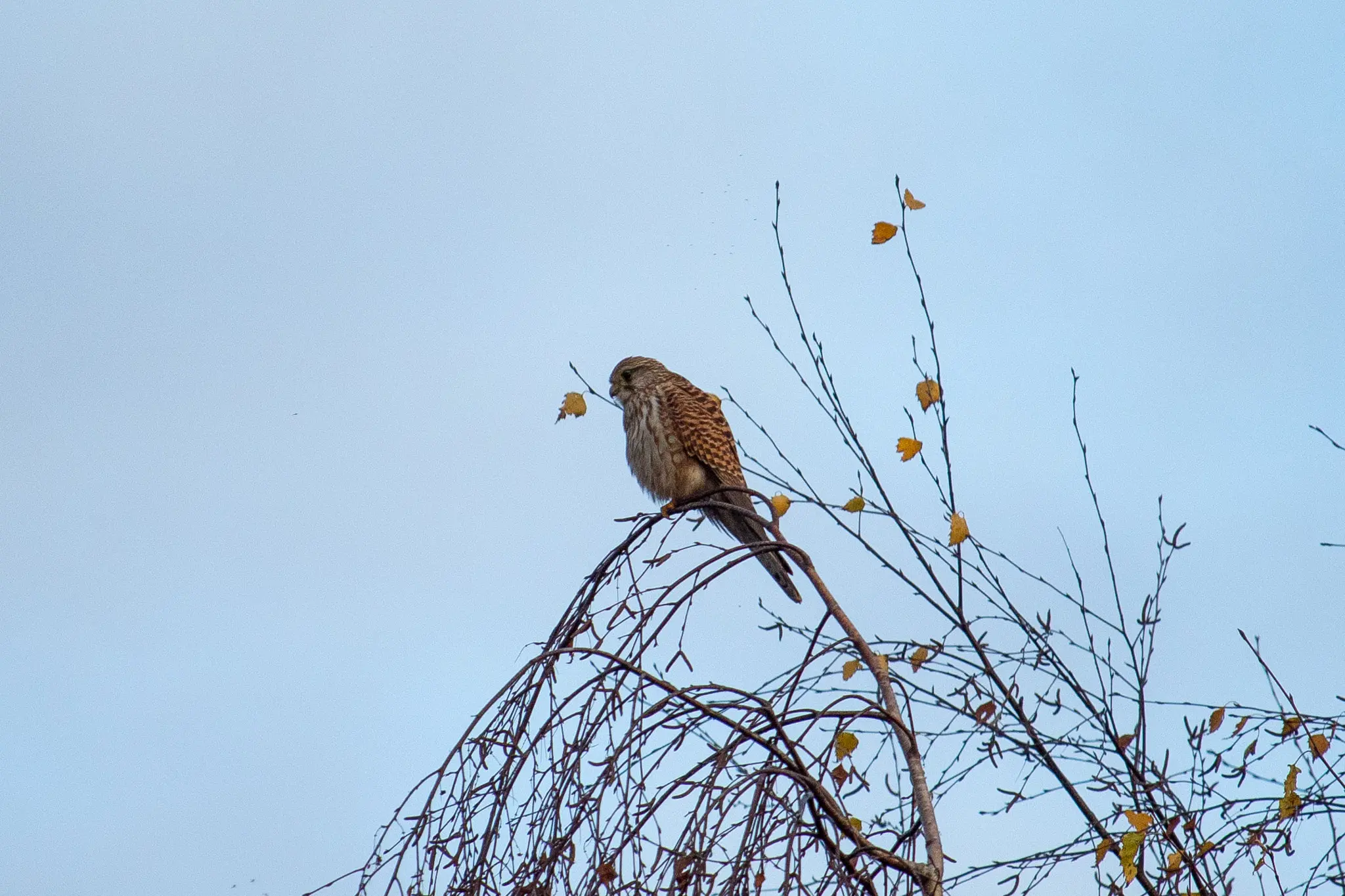 Kestrel