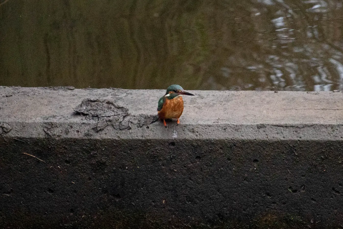 Kingfisher