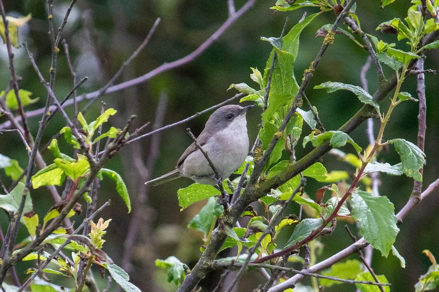 Lesser Whitethroat