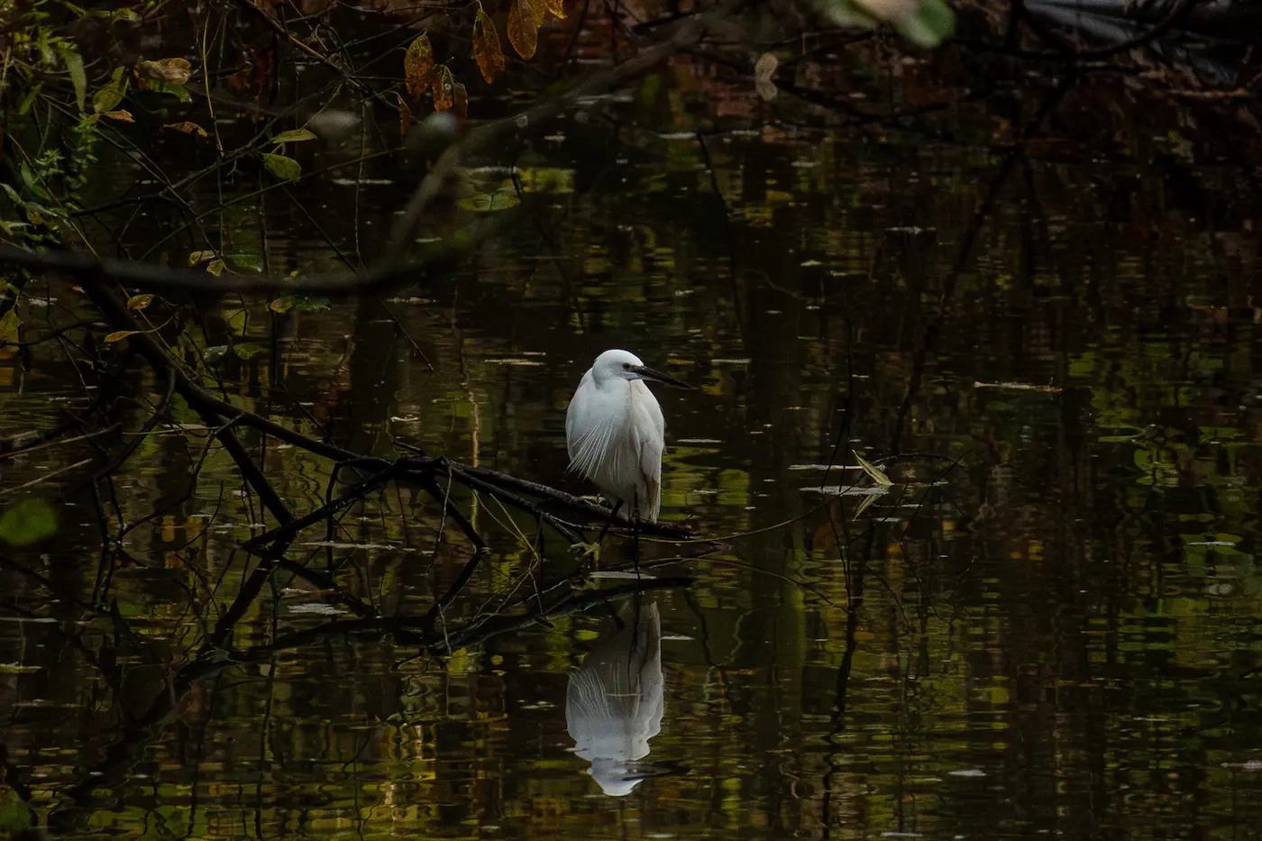 Little Egret